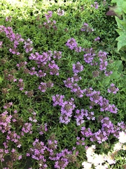 Thymus × citriodorus