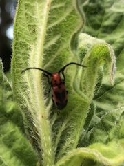 Tetraopes melanurus