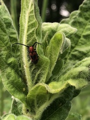 Tetraopes melanurus