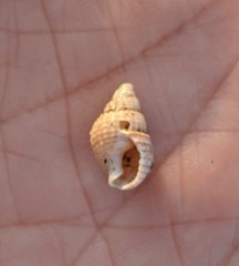 Ilyanassa trivittata