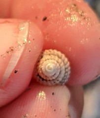 Ilyanassa trivittata