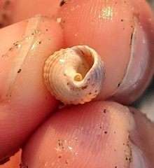 Ilyanassa trivittata