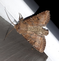 Protorthodes oviduca