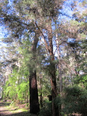 Allocasuarina decussata