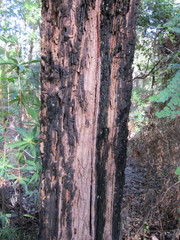 Allocasuarina decussata