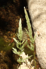 Polypogon interruptus