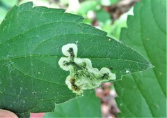 Nepticuloidea
