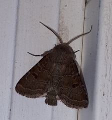 Protorthodes oviduca