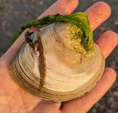 Mercenaria mercenaria