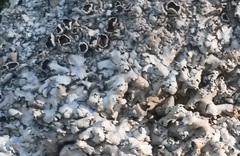 Xanthoparmelia elegans