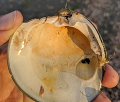 Mercenaria mercenaria