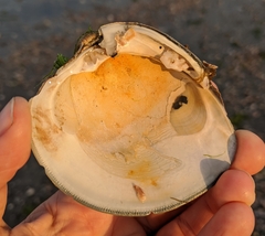 Mercenaria mercenaria