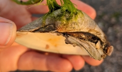 Mercenaria mercenaria