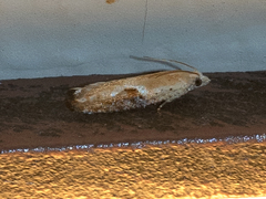 Pseudexentera costomaculana