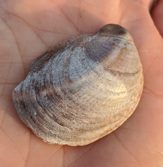 Crepidula fornicata