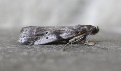 Acrobasis vaccinii