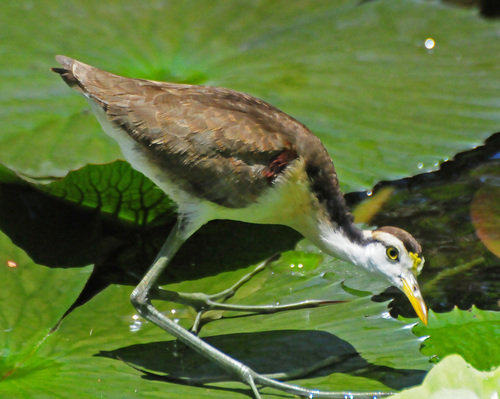 Northern Jacana