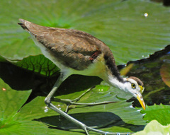 Northern Jacana photo 3