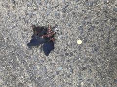 Crotophaga sulcirostris