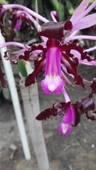 Laelia splendida