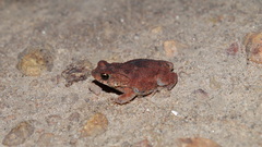 Rhinella granulosa
