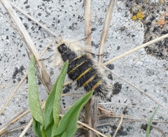 Lycia alpina