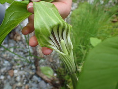 Arisaema stewardsonii