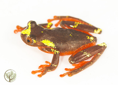 Dendropsophus sarayacuensis