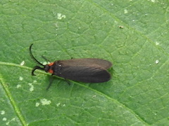 Acoloithus falsarius
