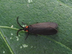 Acoloithus falsarius