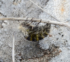 Lycia alpina