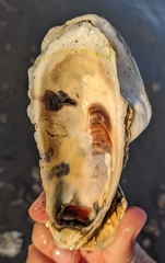 Crassostrea virginica