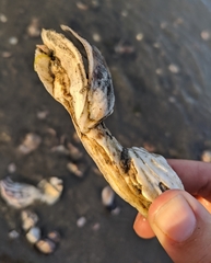 Crassostrea virginica