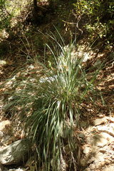 Carex spissa
