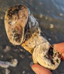 Crassostrea virginica