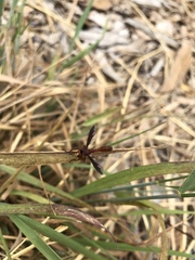 Physocephala burgessi
