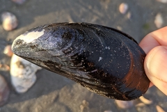 Mytilus edulis