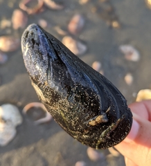 Mytilus edulis
