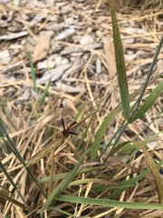 Physocephala burgessi