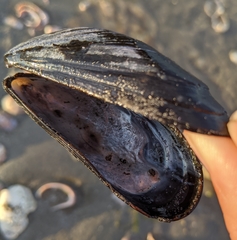 Mytilus edulis