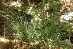 Carex spissa