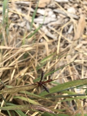 Physocephala burgessi