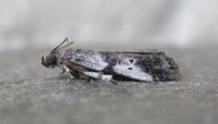 Acrobasis vaccinii