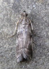 Acrobasis vaccinii