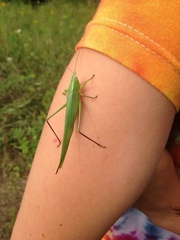 Neoconocephalus ensiger