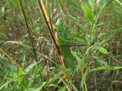 Neoconocephalus ensiger