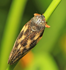 Takagia lugubris