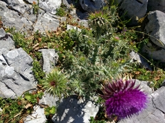 Carduus nutans nutans