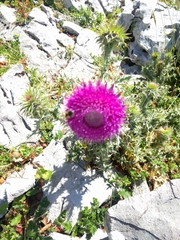 Carduus nutans nutans