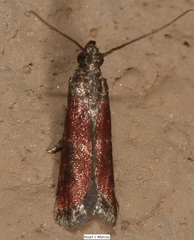 Varneria atrifasciella